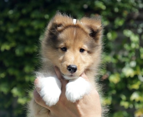 きれいなお顔のセーブル♪ 犬の販売 3171