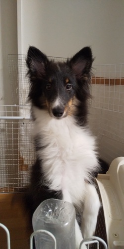 シェルティ 犬の販売・譲渡 3174 ☆受付終了☆ちょっとビビリさんです!
