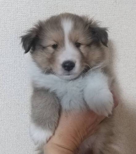 値下げ!テッドみたいな顔の男の子!! 犬の販売 3179