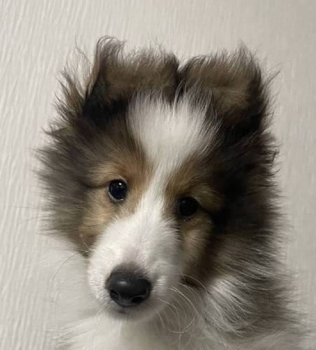 シェルティ 犬の販売・譲渡 3183 値下げ!!小振りで可愛いセーブルの男の子です!