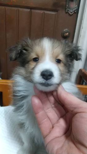 シェルティ 犬の販売・譲渡 3184 全員小振りでカワイイ兄妹達!