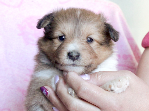シェルティ 犬の販売・譲渡 3191 【滋賀県】ご家族決定・ありがとうございました!