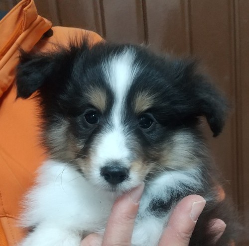 シェルティ 犬の販売・譲渡 3197 カワイイトライの兄妹達!
