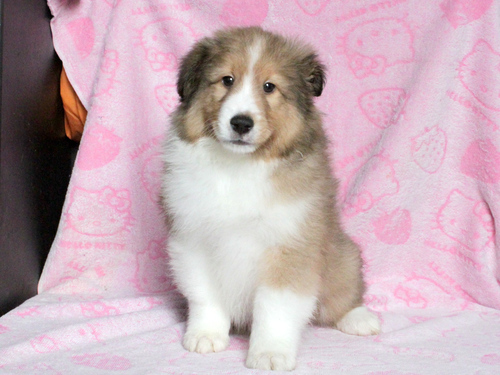 シェルティ 犬の販売・譲渡 3198 【滋賀県】 優良血統☆父チャンピオン犬