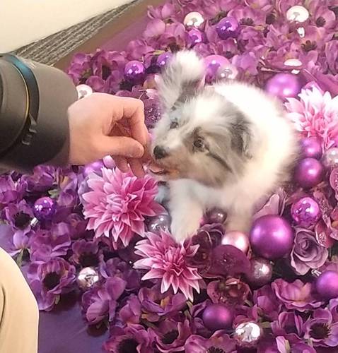 シェルティ 犬の販売・譲渡 3201 値下げ!カレンダーの撮影をしてきました!