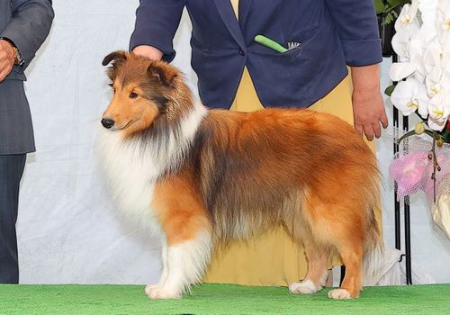 シェルティ 犬の販売・譲渡 3205 2歳半になる男の子です