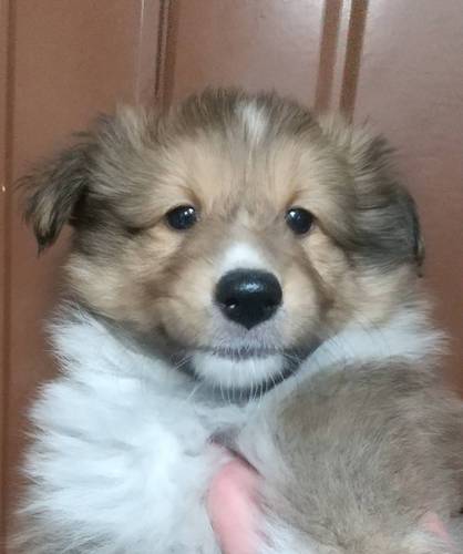 シェルティ 犬の販売・譲渡 3213 カワイ〜イ!姉妹!