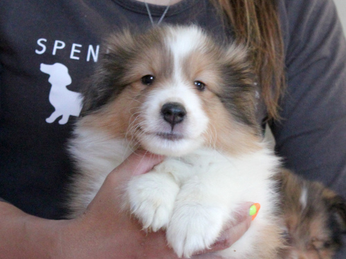 シェルティ 犬の販売・譲渡 3219 【滋賀県】ご家族決定・ありがとうございました。