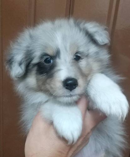 シェルティ 犬の販売・譲渡 3220 ラストのブルマール女の子!父チャンピオン!