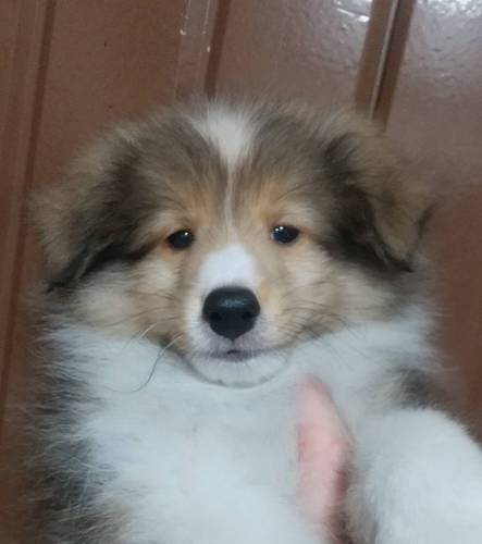 シェルティ 犬の販売・譲渡 3222 値下げ!父チャンピオンの全員フルカラーの兄妹です!