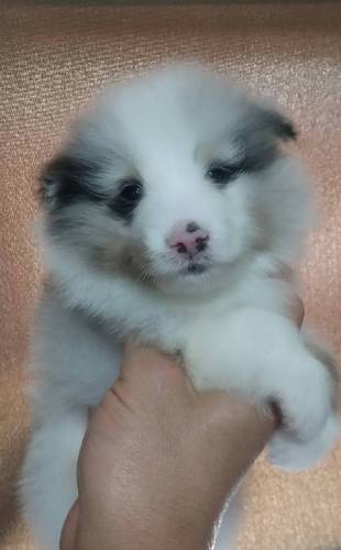 シェルティ 犬の販売・譲渡 3225 小振りで太いフルカラーの男の子!