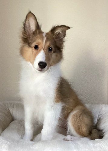 5姉弟シェルティ!※両親遺伝子検査クリアです! 犬の販売 3229