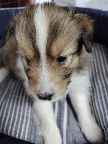 シェルティ 犬の販売・譲渡 3233 ありがとうございました。