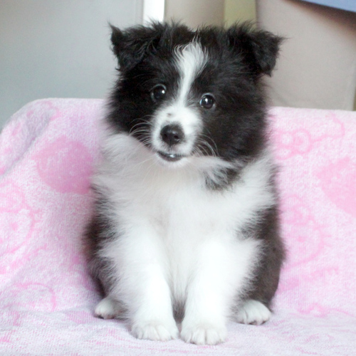 シェルティ 犬の販売・譲渡 3236 ご家族決定・ありがとうございました。