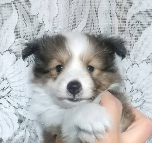 シェルティ 犬の販売・譲渡 3240 あと2頭!可愛い兄妹です!