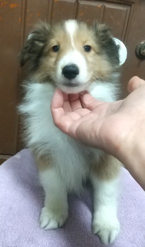 シェルティ 犬の販売・譲渡 3251 お正月セール!可愛い兄妹です!