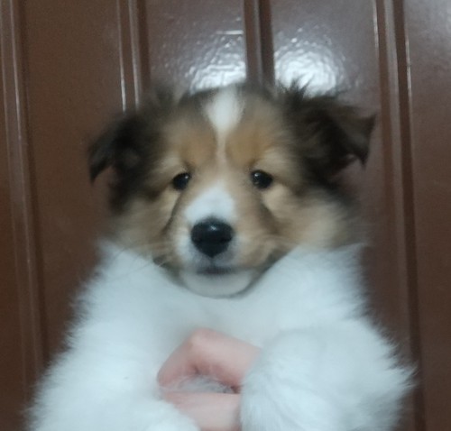 シェルティ 犬の販売・譲渡 3256 全て込みの価格です!太いフルカラーの姉妹
