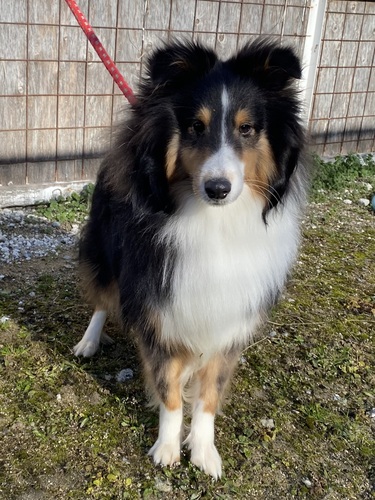 シェルティ 犬の販売・譲渡 3261 大人しい生後9か月