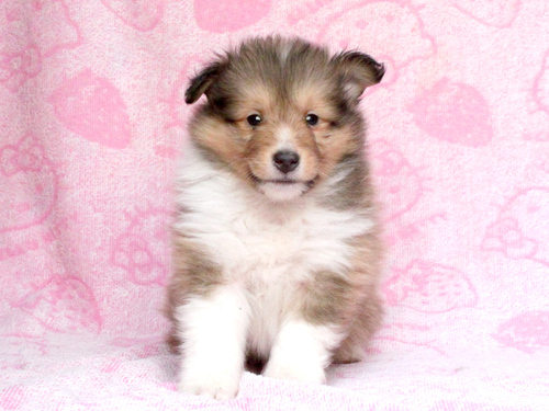 シェルティ 犬の販売・譲渡 3265 ご家族決定・ありがとうございました。