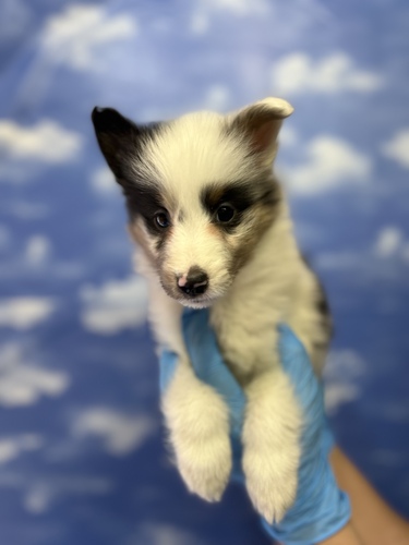 シェルティ 犬の販売・譲渡 3266 希少カラーのブルーマール