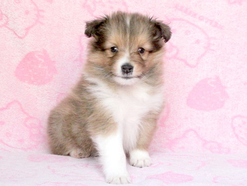 シェルティ 犬の販売・譲渡 3268 ご家族決定!ありがとうございました。