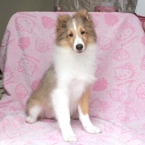 シェルティ 犬の販売・譲渡 3278 ご家族が決定しました。ありがとうございました。