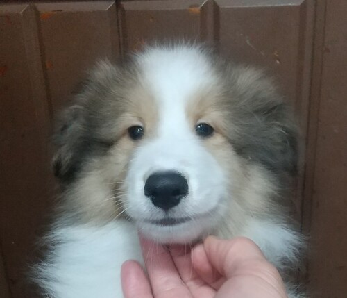 シェルティ 犬の販売・譲渡 3280 ちょっと大きめ!可愛いセーブルの兄妹です!