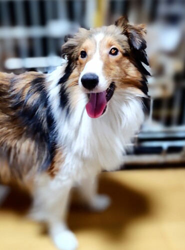 シェルティ 犬の販売・譲渡 3283 フルカラーのセーブル&ホワイト