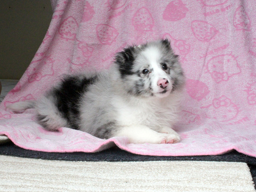 シェルティ 犬の販売・譲渡 3287 ご家族が決定しました。ありがとうございました。