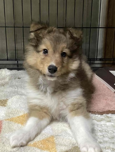 おっとり長男、セーブル&ホワイト、両親遺伝子クリア 犬の販売 3288