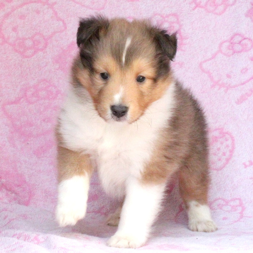 シェルティ 犬の販売・譲渡 3297 ご家族が決定しました。ありがとうございました。