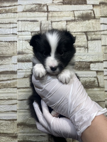 シェルティ 犬の販売・譲渡 3300 激かわシェルティちゃん