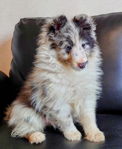 シェルティ 犬の販売・譲渡 3306 小さめのバイブルー
