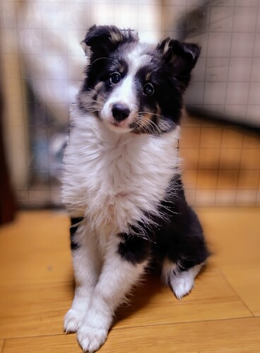 シェルティ 犬の販売・譲渡 3315 クリスマス生まれのお姫様