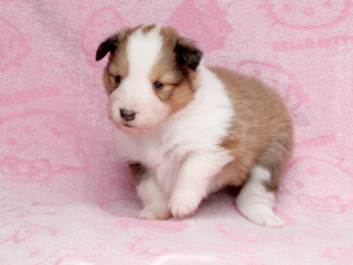 シェルティ 犬の販売・譲渡 3317 父JKCチャンピオン☆綺麗なフルカラーの2姉妹