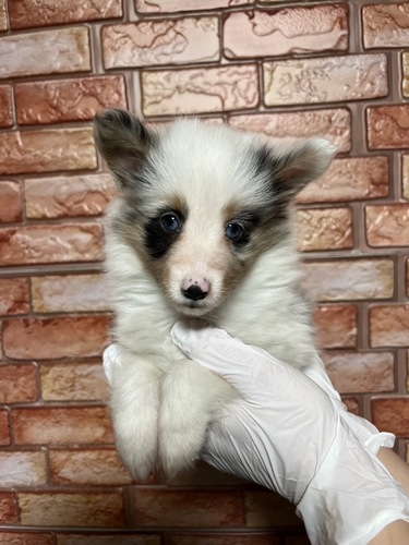 シェルティ 犬の販売・譲渡 3320 ブルーマール
