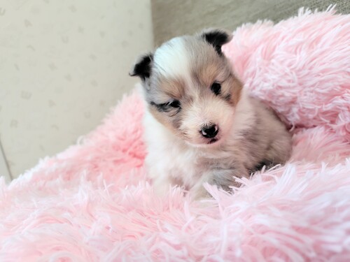 シェルティ 犬の販売・譲渡 3323 両親チャンピオン