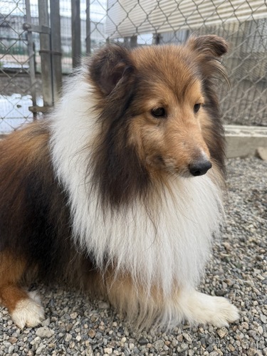 シェルティ 犬の販売・譲渡 3324 小ぶりな男の子 無駄吠え無し