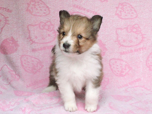 シェルティ 犬の販売・譲渡 3326 ご家族が決定しました。ありがとうございました。