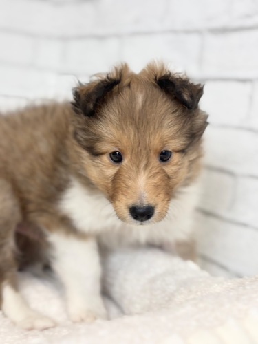 シェルティ 犬の販売・譲渡 3328 5月28日デビュー! シェルティ5260