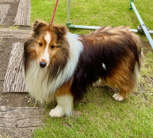シェルティ 犬の販売・譲渡 3332 5才の温厚な男の子です!
