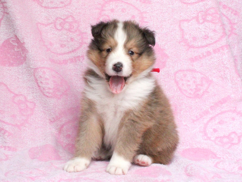 シェルティ 犬の販売・譲渡 3333 父親はJKC&JCCチャンピオン☆遺伝子検査クリア