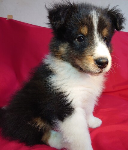 シェルティ 犬の販売・譲渡 3334 お顔が違います!