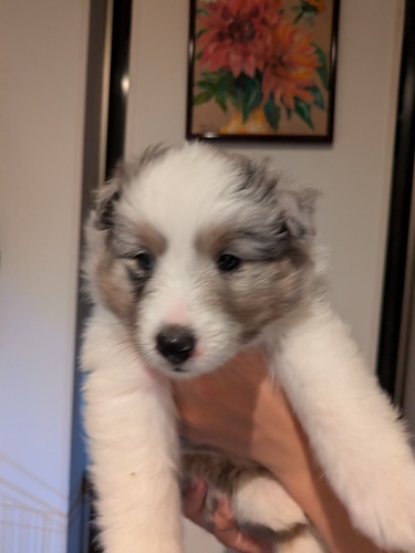 フルカラーのブルーマールの男の子です。 犬の販売 3335
