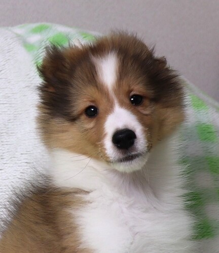 シェルティ 犬の販売・譲渡 3338 お顔のきれいな子です、フルカラーです