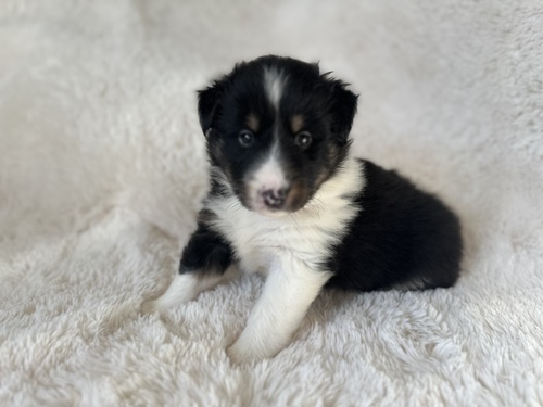 シェルティ 犬の販売・譲渡 3339 お父さんインターナショナルチャンピオン超優秀血統