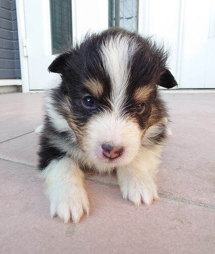 シェルティ 犬の販売・譲渡 3350 可愛い子達