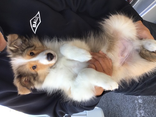 シェルティ 犬の販売・譲渡 3351 フルカラー(襟巻き)の男の子