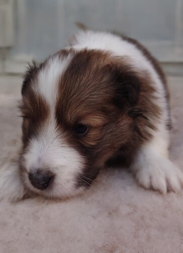 シェルティ 犬の販売・譲渡 3352 セーブル&ホワイト