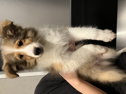 �V�F���e�B ���̔̔��E���n 3353 �t���J���[���Y��ȃJ���[�̃C�P��������